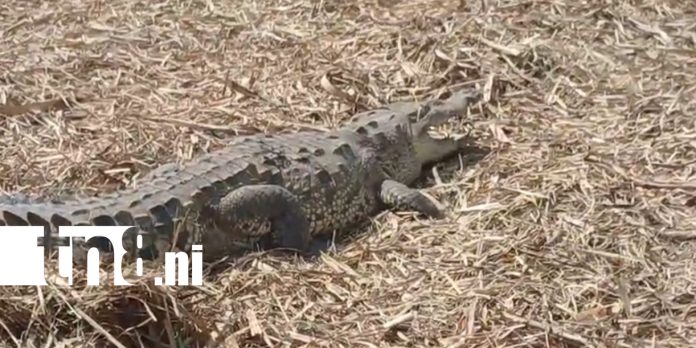 Foto: Así ocurrió la muerte del cocodrilo en Chichigalpa /TN8 Foto: Así ocurrió la muerte del cocodrilo en Chichigalpa /TN8