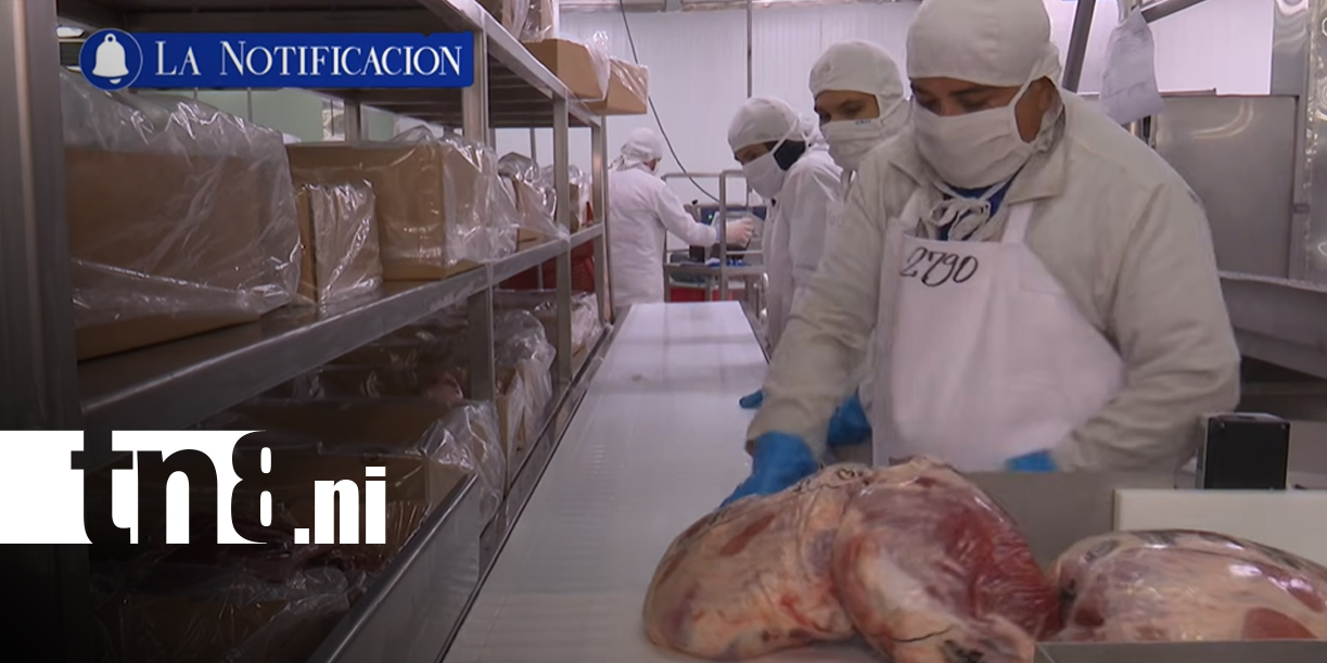 Foto: Soberanía alimentaria en Nicaragua: ¡Claves del crecimiento del sector agropecuario!/TN8