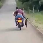 Indignación en Colombia por cruel abandono de un perrito en carretera (VIDEO) Foto: Indignación en Colombia por abandono de un perrito /Cortesía