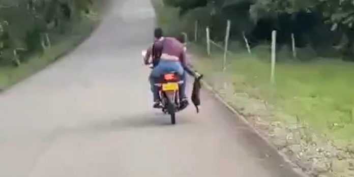Foto: Indignación en Colombia por abandono de un perrito /Cortesía
