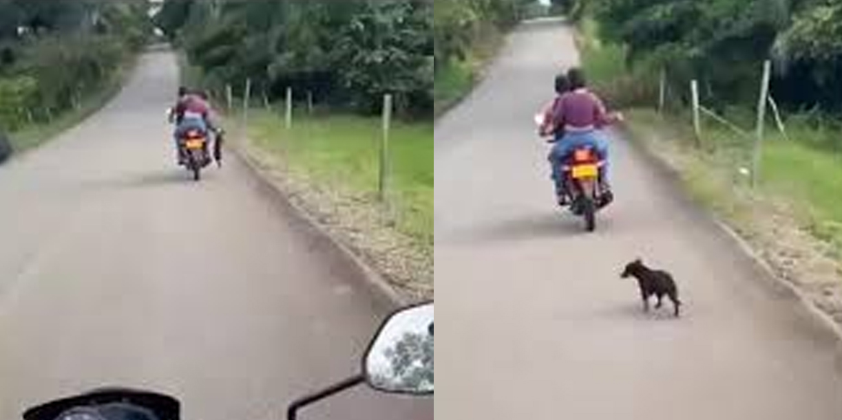Foto: Indignación en Colombia por abandono de un perrito /Cortesía