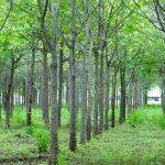 Foto: MARENA reporta incremento en exportaciones de madera y derivados forestales/Cortesía