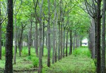 Foto: MARENA reporta incremento en exportaciones de madera y derivados forestales/Cortesía