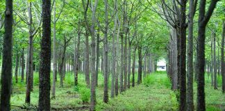 Foto: MARENA reporta incremento en exportaciones de madera y derivados forestales/Cortesía