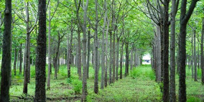 Foto: MARENA reporta incremento en exportaciones de madera y derivados forestales/Cortesía
