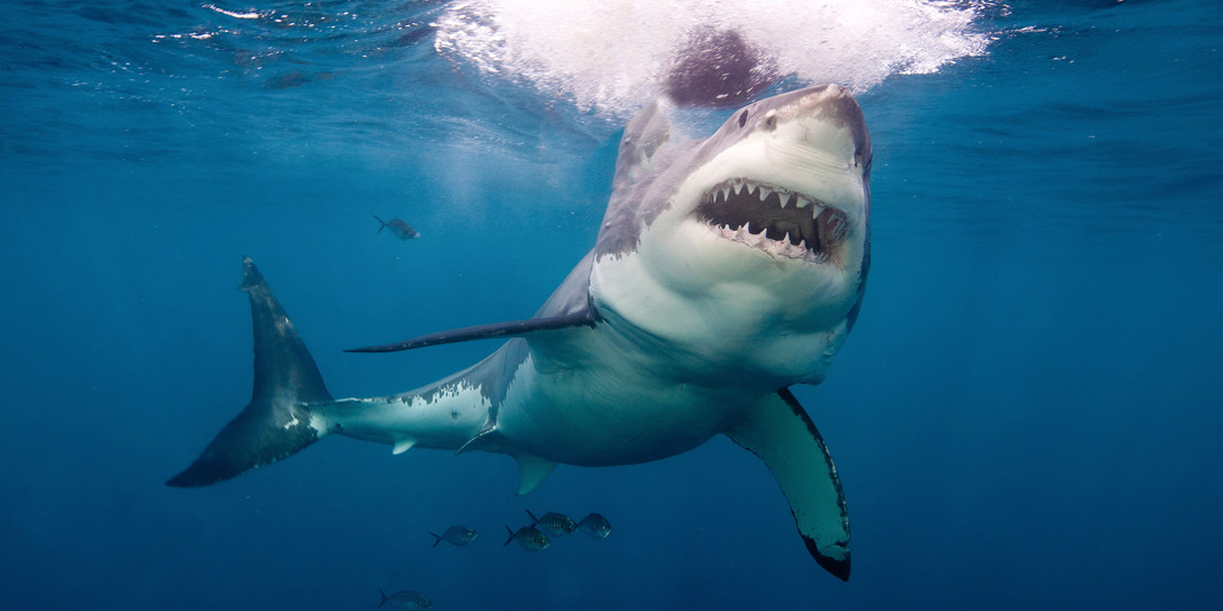 Foto: Un tiburón le arranca la pierna a un joven en Maldivas /Cortesía