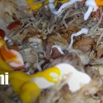 Foto: Sabores de Centroamérica en un negocio llamativo de Nandaime / TN8