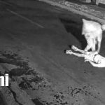 VIDEO: Ladrón noquea a su víctima y le roba en Las Palmas, Managua Foto: Violento robo en Las Palmas, Managua / TN8