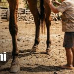 Foto: Trágico accidente con caballo apaga la vida de un niño en Chinandega / TN8
