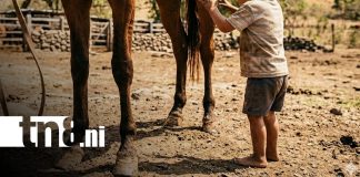 Foto: Trágico accidente con caballo apaga la vida de un niño en Chinandega / TN8