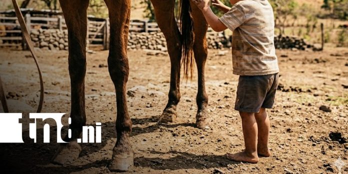 Foto: Trágico accidente con caballo apaga la vida de un niño en Chinandega / TN8