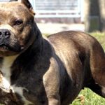 Foto: Crece preocupación en Costa Rica por ataques de perros /Cortesía