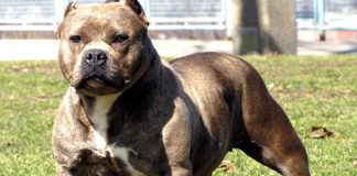Foto: Crece preocupación en Costa Rica por ataques de perros /Cortesía