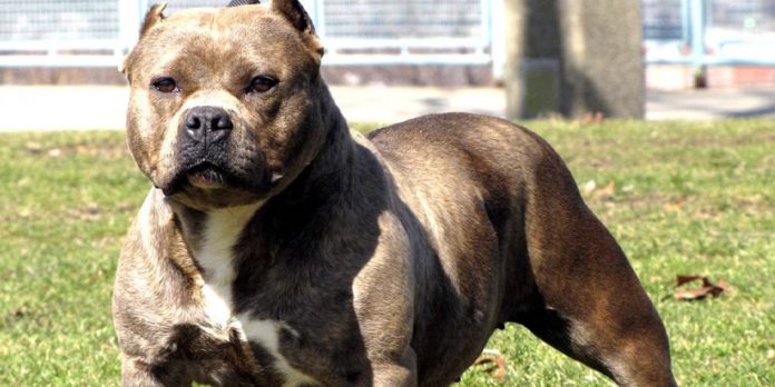 Foto: Crece preocupación en Costa Rica por ataques de perros /Cortesía