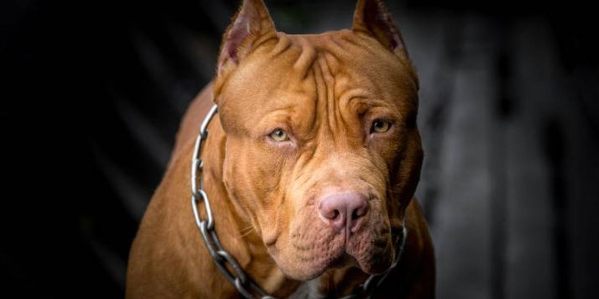 Foto: Crece preocupación en Costa Rica por ataques de perros /Cortesía