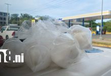 Managua se refresca con coco ante las sofocantes temperaturas Foto: Agua de coco, el alivio natural ante el intenso calor en Managua/TN8