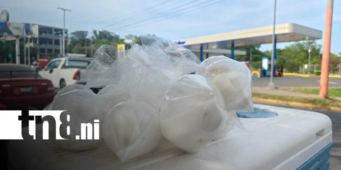 Foto: Agua de coco, el alivio natural ante el intenso calor en Managua/TN8 Foto: Agua de coco, el alivio natural ante el intenso calor en Managua/TN8