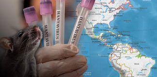Foto: Alerta por hantavirus /cortesía