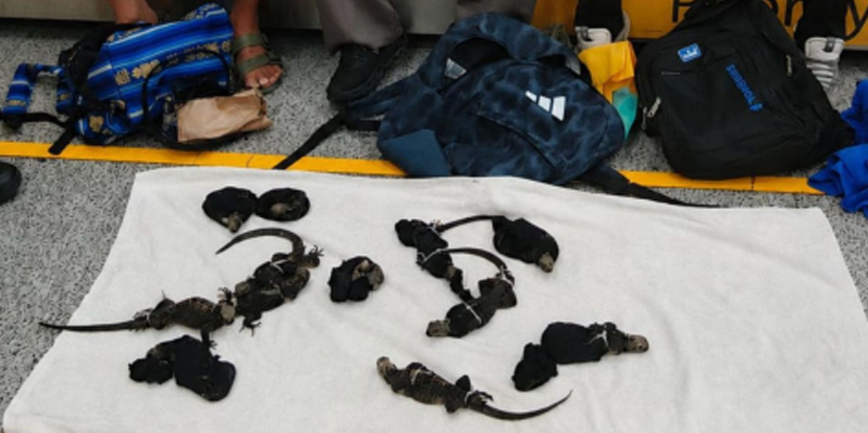 Foto: Iguanas marinas de Galápagos halladas en Guayaquil/ Cortesía
