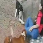 Foto:India en alerta por aumento de ataques de perros callejeros tras violento caso viral/Cortesía