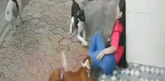 Foto:India en alerta por aumento de ataques de perros callejeros tras violento caso viral/Cortesía