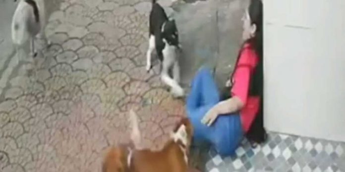 Foto:India en alerta por aumento de ataques de perros callejeros tras violento caso viral/Cortesía Foto:India en alerta por aumento de ataques de perros callejeros tras violento caso viral/Cortesía