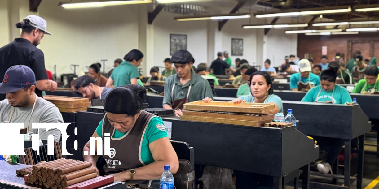 Foto: Estelí se viste de gala con la tercera edición de la “Fiesta del Tabaco” /TN8