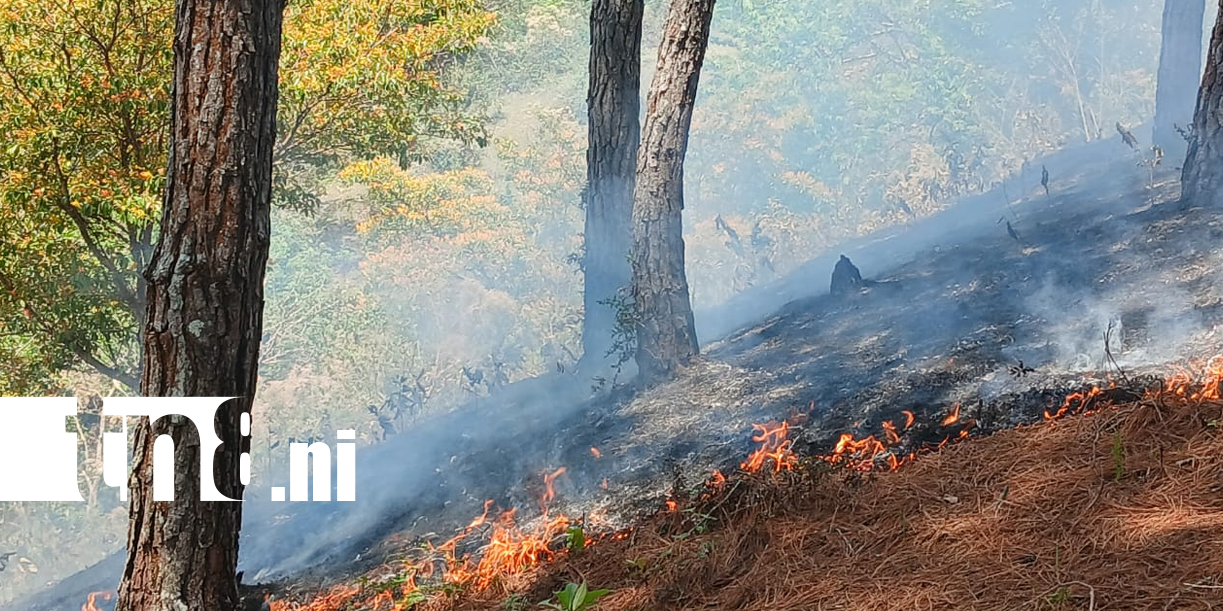 Foto: Reporte de SINAPRED sobre los incendios forestales /TN8