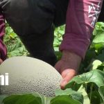Foto: Productores fortalecen agricultura en Ometepe/TN8