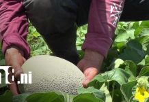 Productores de la comunidad Tichana impulsan el ciclo agrícola 2026 en Ometepe Foto: Productores fortalecen agricultura en Ometepe/TN8