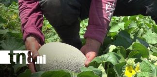 Foto: Productores fortalecen agricultura en Ometepe/TN8