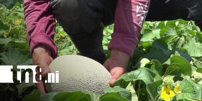 2 Foto: Productores fortalecen agricultura en Ometepe/TN8