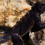 Hallan iguanas marinas de Galápagos amarradas en aeropuerto de Guayaquil Foto: Iguanas marinas de Galápagos halladas en Guayaquil/ Cortesía