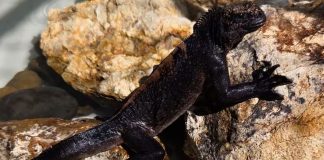 Foto: Iguanas marinas de Galápagos halladas en Guayaquil/ Cortesía