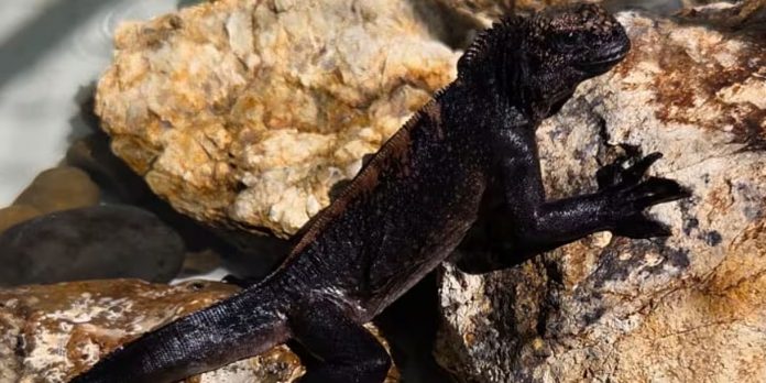Foto: Iguanas marinas de Galápagos halladas en Guayaquil/ Cortesía