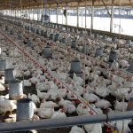 Foto: Pollo en Nicaragua alcanza 139.2 millones de libras/Cortesía