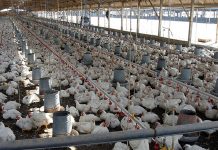 Producción de pollo en Nicaragua supera los 139 millones de libras Foto: Pollo en Nicaragua alcanza 139.2 millones de libras/Cortesía