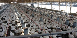 Foto: Pollo en Nicaragua alcanza 139.2 millones de libras/Cortesía