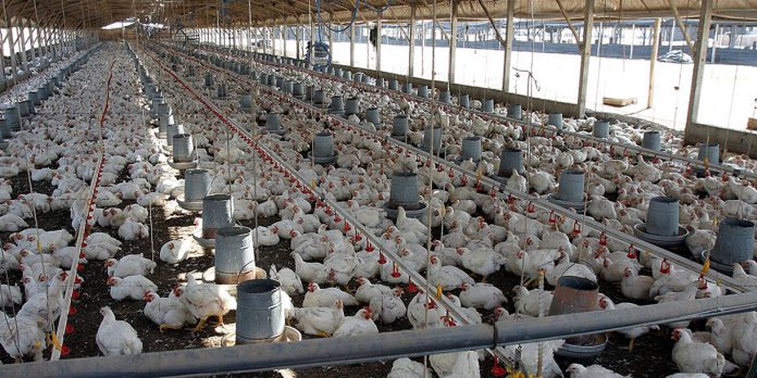Foto: Pollo en Nicaragua alcanza 139.2 millones de libras/Cortesía Foto: Pollo en Nicaragua alcanza 139.2 millones de libras/Cortesía