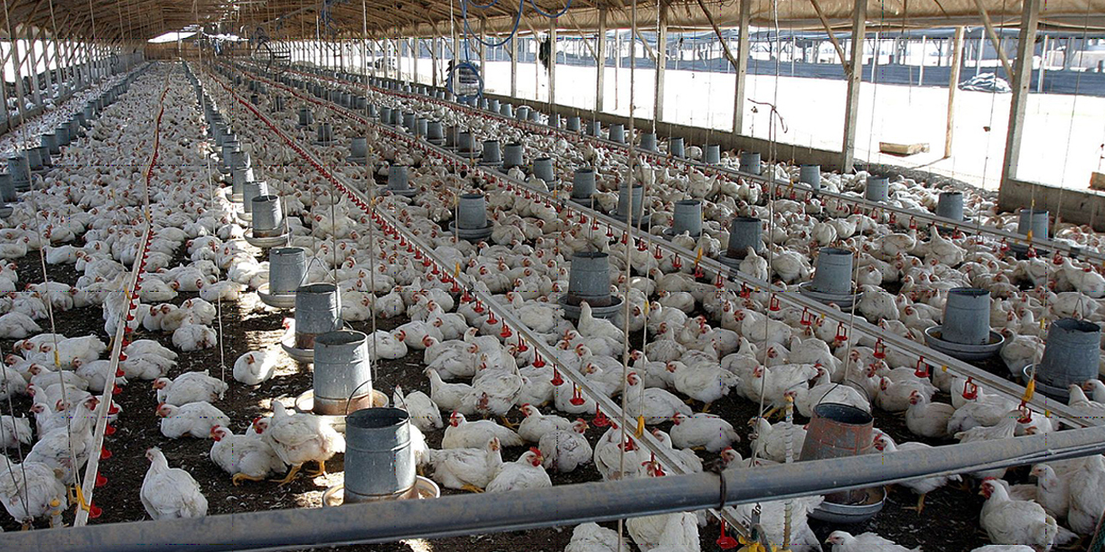 Foto: Pollo en Nicaragua alcanza 139.2 millones de libras/Cortesía