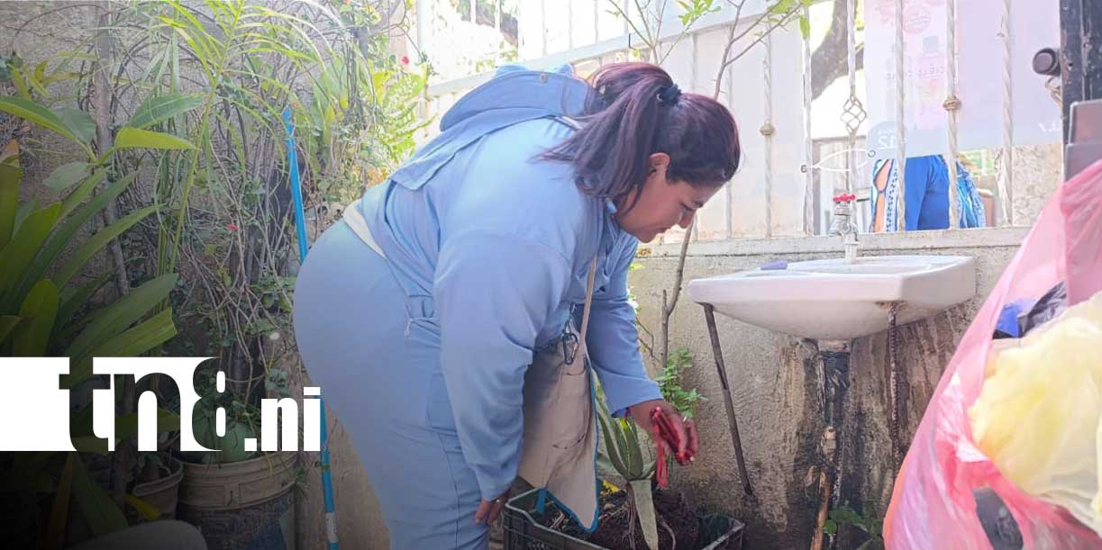 Foto: Managua se une a la batalla contra el zancudo junto al MINSA/ TN8