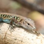 Foto: biodiversidad en el Volcán Masaya / Cortesía