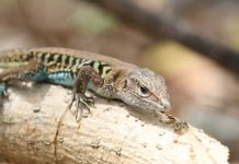 Foto: biodiversidad en el Volcán Masaya / Cortesía