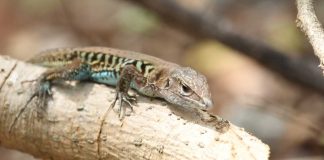 Foto: biodiversidad en el Volcán Masaya / Cortesía