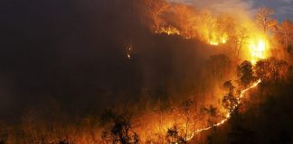 Foto: Fuego afecta la mayor reserva ecológica de España /Cortesía