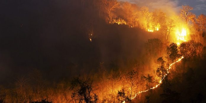 Foto: Fuego afecta la mayor reserva ecológica de España /Cortesía Foto: Fuego afecta la mayor reserva ecológica de España /Cortesía