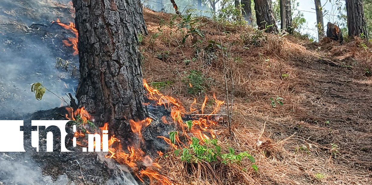 Foto: Reporte de SINAPRED sobre los incendios forestales /TN8