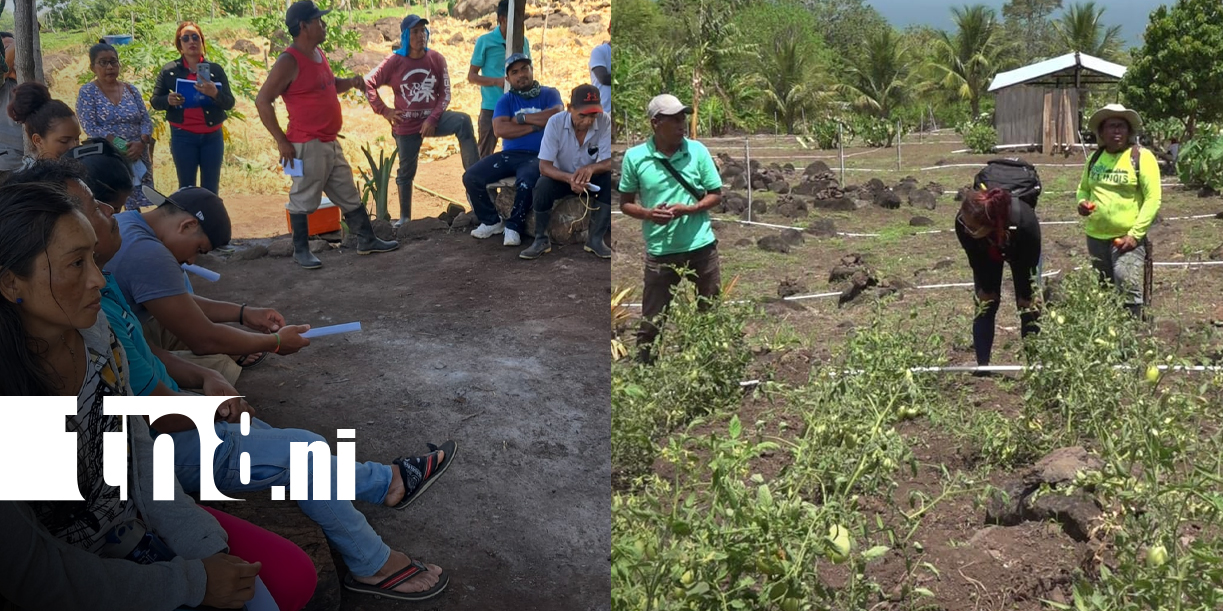 Foto: Productores fortalecen agricultura en Ometepe/TN8