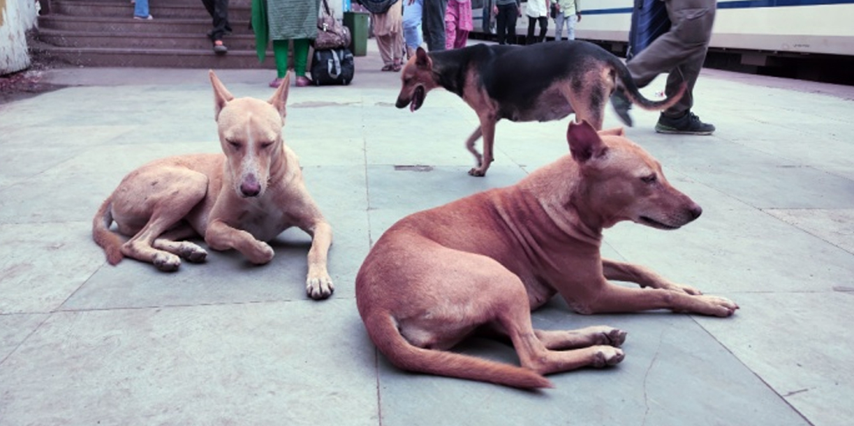 Foto: India ordena acciones drásticas ante ataques de perros callejeros /Cortesía