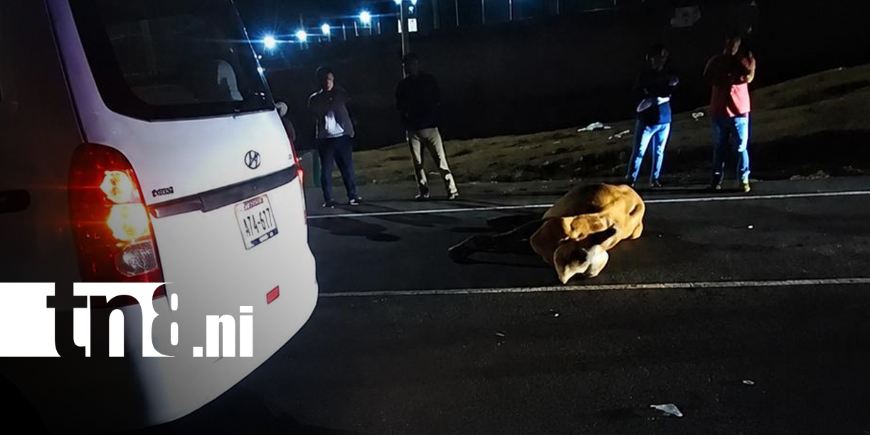 Foto: Accidente en carretera Norte tras choque con semovientes/TN8